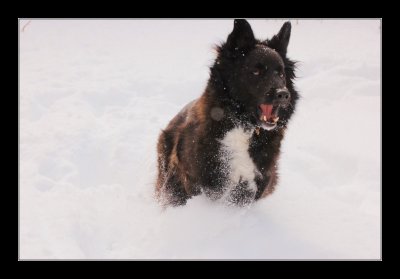 Bailey in snow