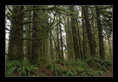 Snoqualmie woods