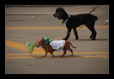 dogs