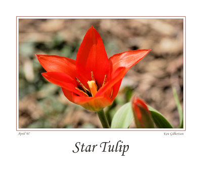 Star Tulip