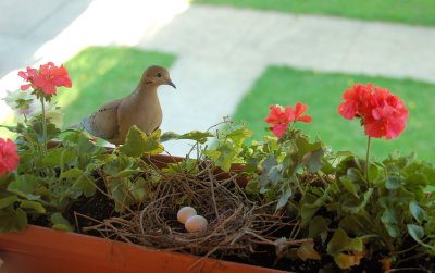Dove and Eggs in window box