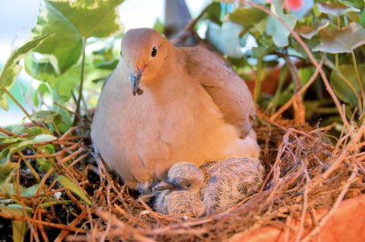 Dove and chick(s)
