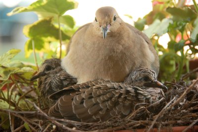Dove and chicks