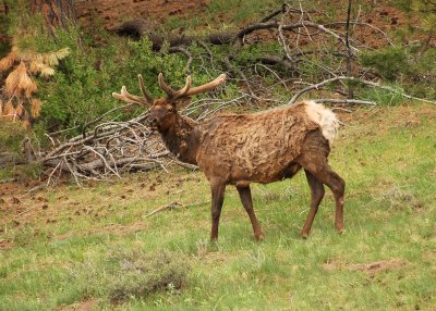 Elk