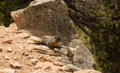 Lawn Lake trail lunch guest
