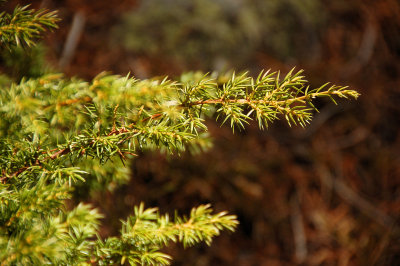Pine tree