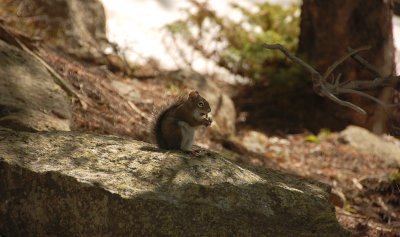 Squirrel