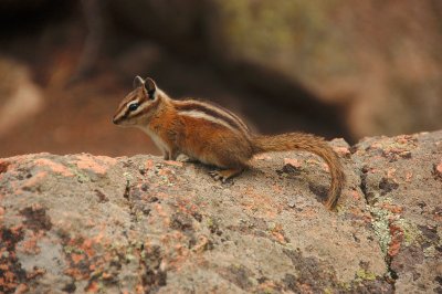 Squirrel