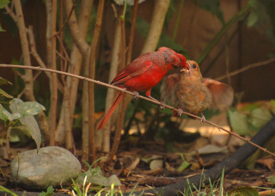Cardinal feeding chick