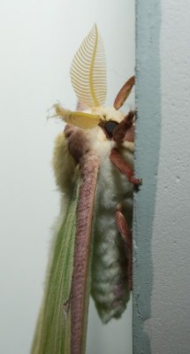 luna_moth