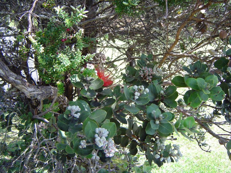 Ohia at the Volcano National Park