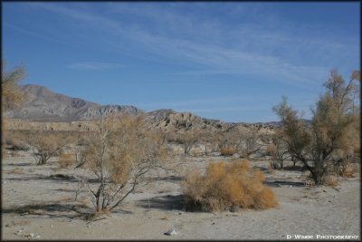 June Wash