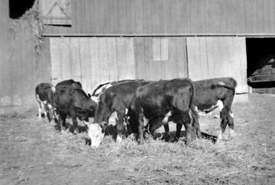 Gilbert's First Herd of Cattle