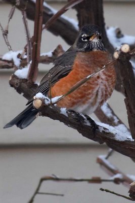 Winter Robin