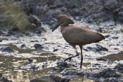 Hammerkop
