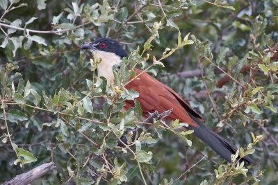 Copper-tailed Coucal