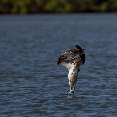 OSPREYS