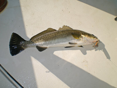 Real Trout.jpg