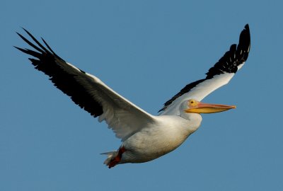 Ding Darling Refuge