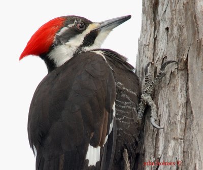 Pileated Woodpeckers