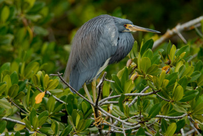 Little Blue Heron.jpg