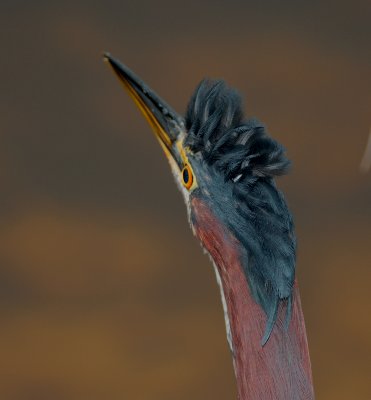 Green Heron.jpg