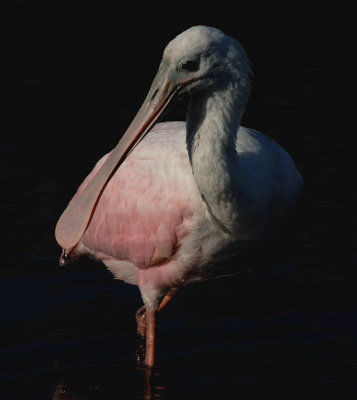 Young Spoonbill.jpg