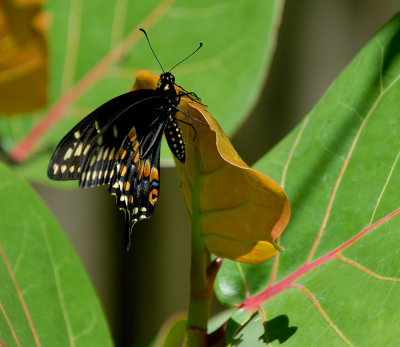 butterfly 6473.jpg