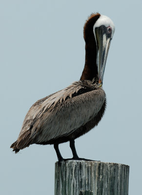 pelicans