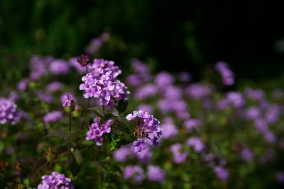 PICT4697.JPG