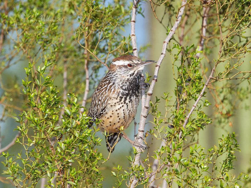Cactus Wren/Desert Botanical Gardens
