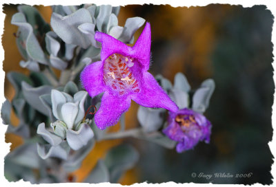 Texas Sage (Thunder Cloud) Flower / Arizona