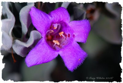 Texas Sage (Thunder Cloud) Flower - Closer View