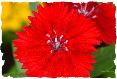 Dianthus deltoides 'Brilliancy'
