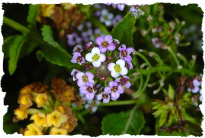 Miniature Bouquet