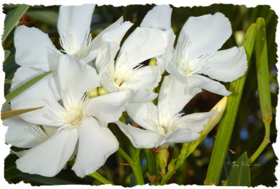 Flowers from an Oleander Bush