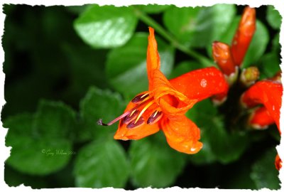 Desert Honeysuckle