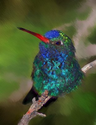Broad-Bill Hummer