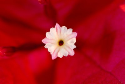 Inside the Boganvia flower