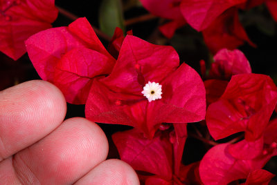 Size reference of the Boganvia flower