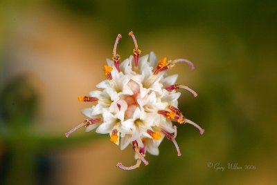 Desert Succulent