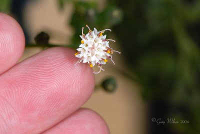 Size reference of Desert Succulent