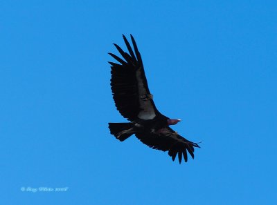 Condor soaring at Grand Canyon