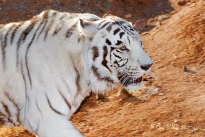 Siberian/Bengal White Tiger  / Out of Africa