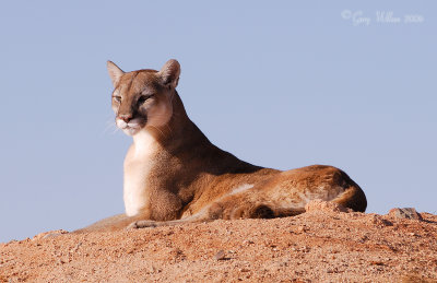 Puma sunning  / Out of Africa