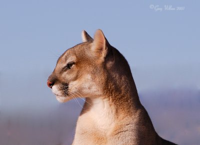 Puma profile  / Out of Africa