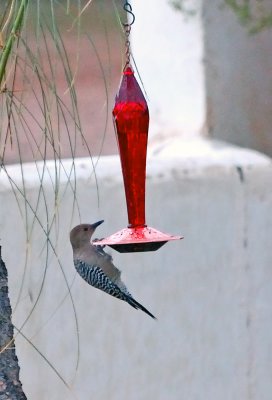 Far Away shot of Gila Woodpecker trying for a free meal
