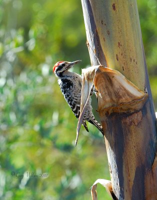 Ladder-backed Woodpecker/Desert Botanical Gardens
