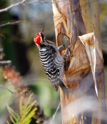 Ladder-backed Woodpecker building a home