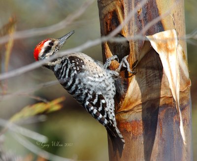 Ladder-backed Woodpecker working on nest